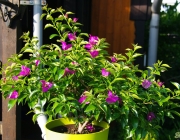 Bougainvillea (Drillingsblume)