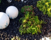 Milder Mauerpfeffer (Sedum sexangulare)