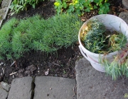 Federnelke (Dianthus plumarius)