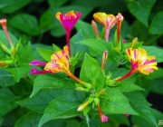 Wunderblume (Mirabilis jalapa)
