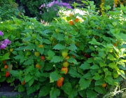 Lampionblume (Physalis alkekengi)