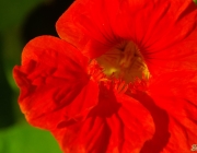 Kapuzinerkresse (Tropaeolum majus)
