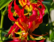 Ruhmeskrone (Gloriosa superba)