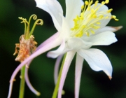 Akelei (Aquilegia)