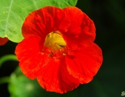 Kapuzinerkresse (Tropaeolum majus)