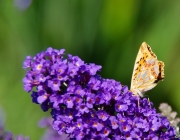 Kleiner Perlmuttfalter (Issoria lathonia)