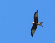 Rotmilan (Milvus milvus)