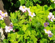 Herbstanemone (Anemone hupehensis)