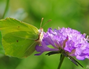 Zitronenfalter (Gonepteryx rhamni)