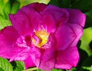 Kartoffel-Rose (Rosa rugosa)