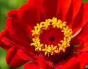 Zinnie (Zinnia)