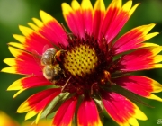 Kokardenblume (Gaillardia)