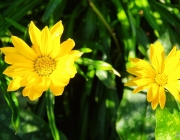 Gazanien (Gazania)