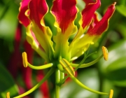 Ruhmeskrone (Gloriosa superba)