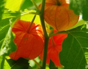 Lampionblume (Physalis alkekengi)