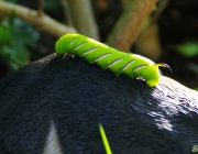 Ligusterschwärmer (Sphinx ligustri)