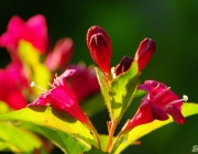 Weigelie (Weigela) \'Bristol Ruby\'