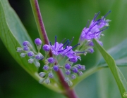 Cladon-Bartblume (Caryopteris ×clandonensis 'Heavenly Blue')