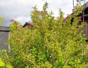 Weigelie (Weigelia) 'Bristol Ruby'