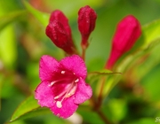 Weigelie (Weigelia) 'Bristol Ruby'