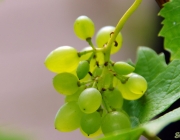 Der kleine Weinstock hat zwar nur eine Traube -