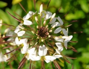Spinnenblume (Cleome spinosa)
