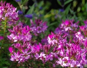 Spinnenblume (Cleome spinosa)