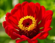 Zinnie (Zinnia)