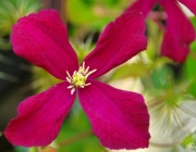 Waldrebe (Clematis)