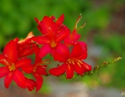 Montbretie (Crocosmia)