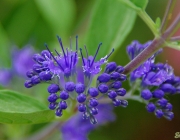 Cladon-Bartblume (Caryopteris ×clandonensis 'Heavenly Blue')