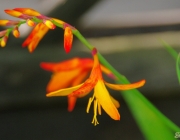 Montbretie (Crocosmia)