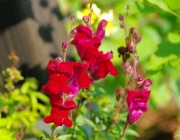 Löwenmäulchen (Antirrhinum)