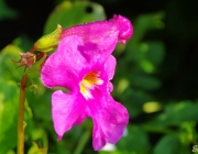 Gartengloxinie (Incarvillea delavayi)