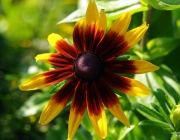 Schwarzäugige Rudbeckie (Rudbeckia hirta)