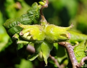 Hasel (Corylus avellana)