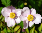 Herbst-Anemone (Anemone hupehensis)