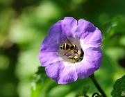 Giftbeere (Nicandra physalodes)