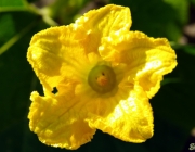Hokkaido-Blüte