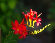 Montbretie (Crocosmia)