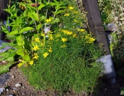 Quirlblättriges Mädchenauge (Coreopsis verticillata)