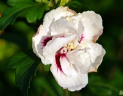 Hibiskus (Hibiscus syriacus)