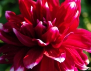 Dahlie (Dahlia 'Mystery Day')