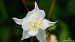 Akelei (Aquilegia)