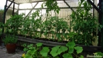 Tomatenzelt