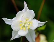 Akelei (Aquilegia)