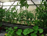 Tomatenzelt