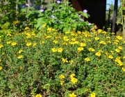 Goldmarie (Bidens ferulifolius)