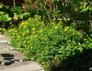 Goldmarie (Bidens ferulifolius