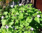 Giftbeere (Nicandra physalodes)